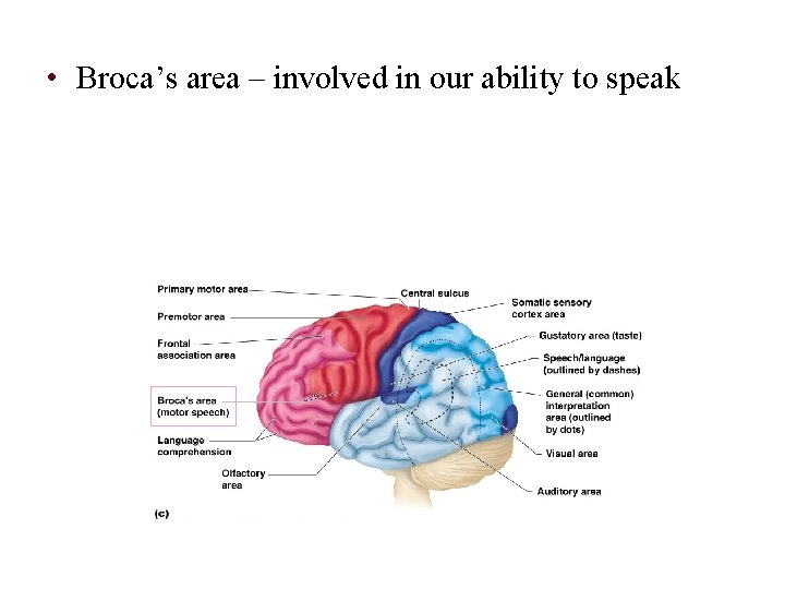  • Broca’s area – involved in our ability to speak 