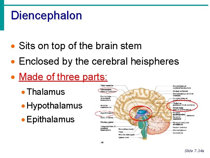 Diencephalon · Sits on top of the brain stem · Enclosed by the cerebral