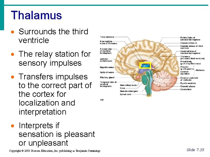 Thalamus · Surrounds the third ventricle · The relay station for sensory impulses ·