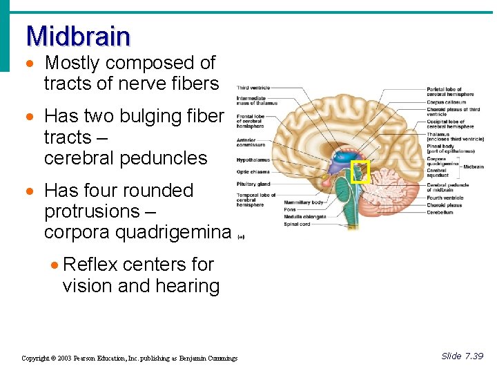 Midbrain · Mostly composed of tracts of nerve fibers · Has two bulging fiber