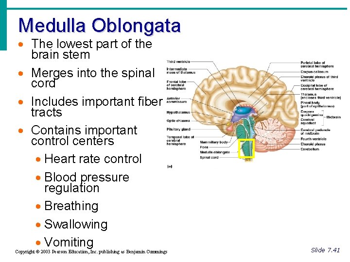 Medulla Oblongata · The lowest part of the brain stem · Merges into the