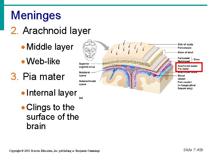 Meninges 2. Arachnoid layer · Middle layer · Web-like 3. Pia mater · Internal