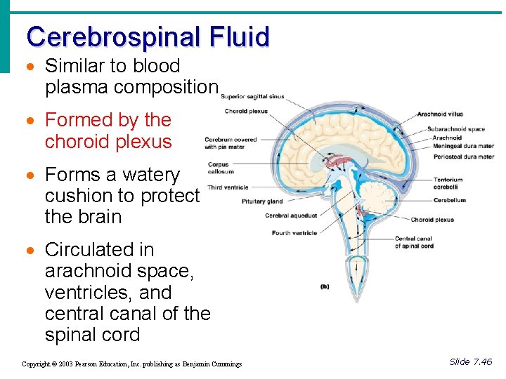 Cerebrospinal Fluid · Similar to blood plasma composition · Formed by the choroid plexus