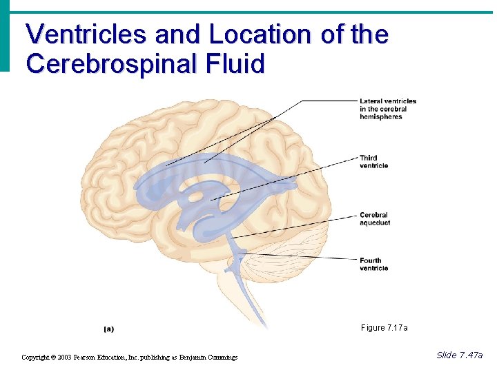 Ventricles and Location of the Cerebrospinal Fluid Figure 7. 17 a Copyright © 2003