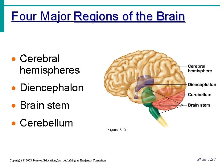 Four Major Regions of the Brain · Cerebral hemispheres · Diencephalon · Brain stem