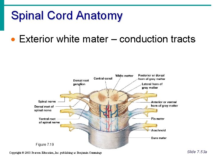 Spinal Cord Anatomy · Exterior white mater – conduction tracts Figure 7. 19 Copyright