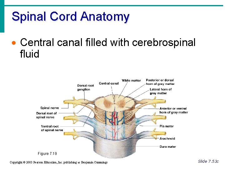 Spinal Cord Anatomy · Central canal filled with cerebrospinal fluid Figure 7. 19 Copyright