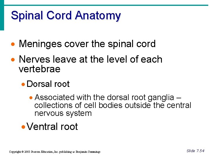 Spinal Cord Anatomy · Meninges cover the spinal cord · Nerves leave at the