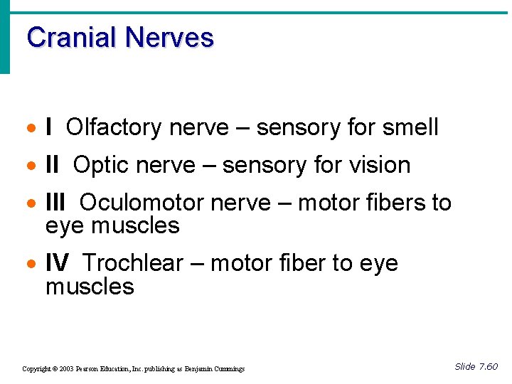 Cranial Nerves · I Olfactory nerve – sensory for smell · II Optic nerve