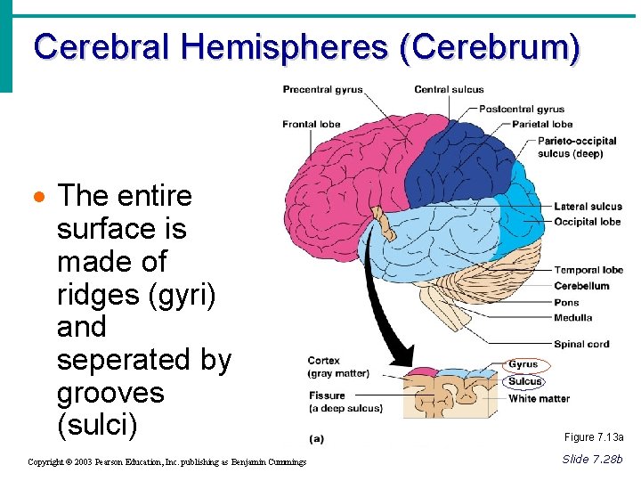 Cerebral Hemispheres (Cerebrum) · The entire surface is made of ridges (gyri) and seperated