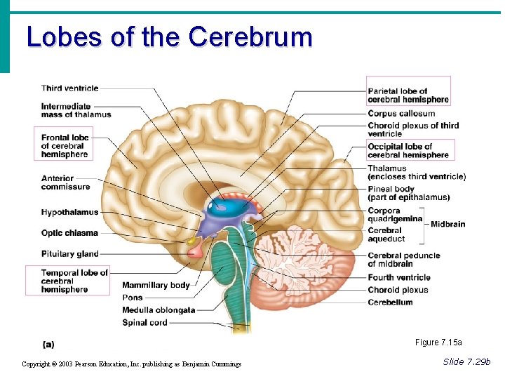 Lobes of the Cerebrum Figure 7. 15 a Copyright © 2003 Pearson Education, Inc.