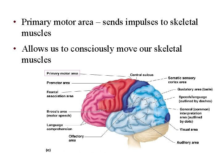  • Primary motor area – sends impulses to skeletal muscles • Allows us