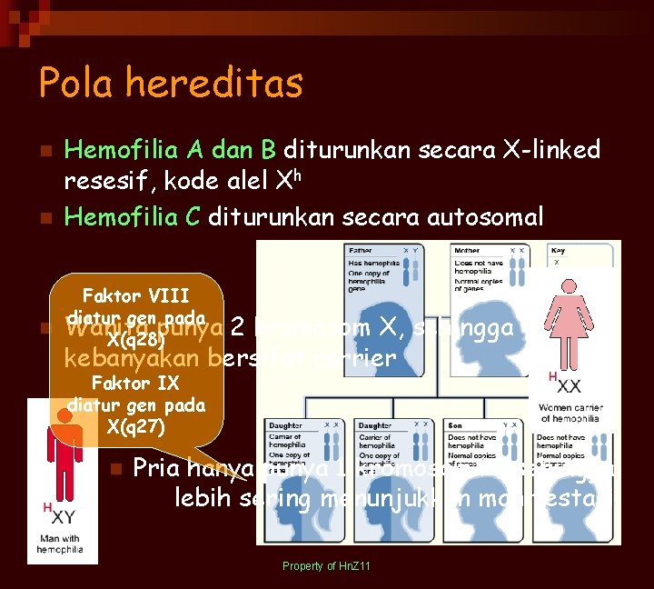 Pola hereditas n n Hemofilia A dan B diturunkan secara X-linked resesif, kode alel