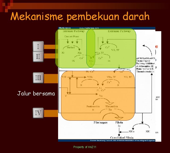 Mekanisme pembekuan darah Jalur bersama Property of Hn. Z 11 