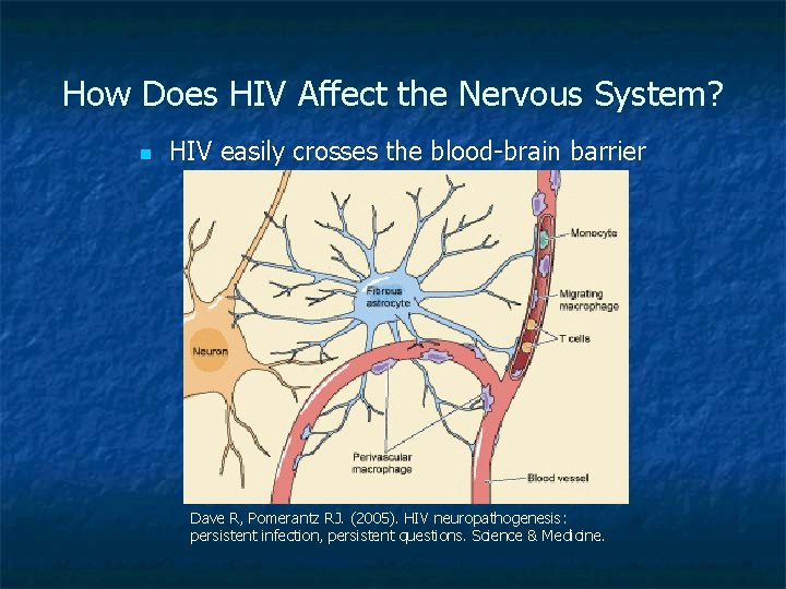 How Does HIV Affect the Nervous System? n HIV easily crosses the blood-brain barrier How Does HIV Affect the Nervous System? n HIV easily crosses the blood-brain barrier