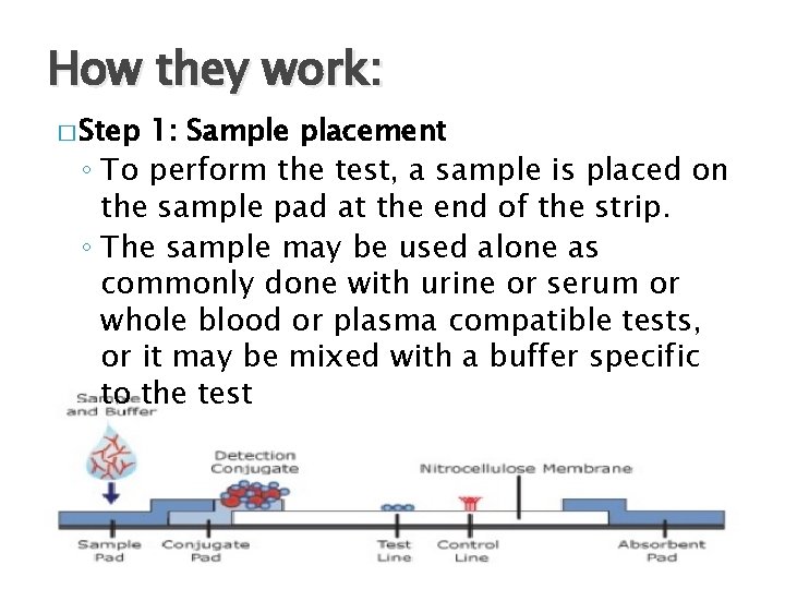 How they work: � Step 1: Sample placement ◦ To perform the test, a