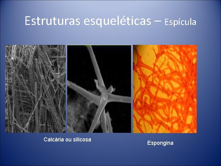 Estruturas esqueléticas – Espícula Calcária ou silicosa Espongina 