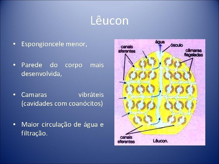 Lêucon • Espongioncele menor, • Parede do corpo desenvolvida, mais • Camaras vibráteis (cavidades