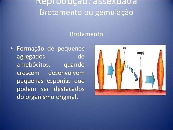 Reprodução: assexuada Brotamento ou gemulação Brotamento • Formação de pequenos agregados de amebócitos, quando