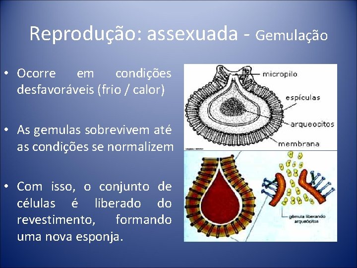 Reprodução: assexuada - Gemulação • Ocorre em condições desfavoráveis (frio / calor) • As