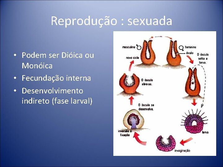 Reprodução : sexuada • Podem ser Dióica ou Monóica • Fecundação interna • Desenvolvimento