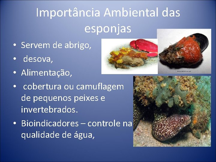Importância Ambiental das esponjas Servem de abrigo, desova, Alimentação, cobertura ou camuflagem de pequenos