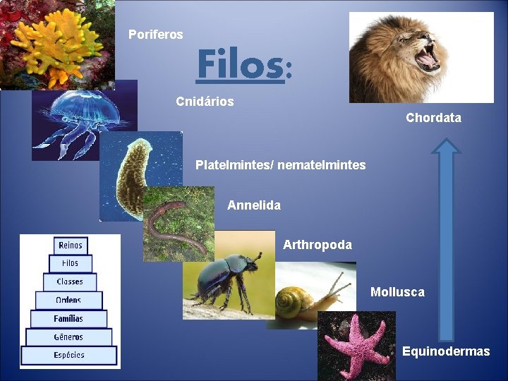 Poriferos Filos: Cnidários Chordata Platelmintes/ nematelmintes Annelida Arthropoda Mollusca Equinodermas 
