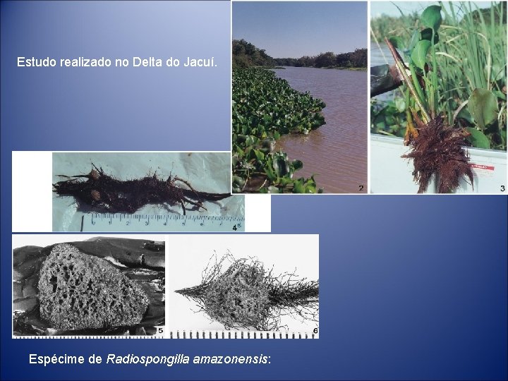 Estudo realizado no Delta do Jacuí. Espécime de Radiospongilla amazonensis: 