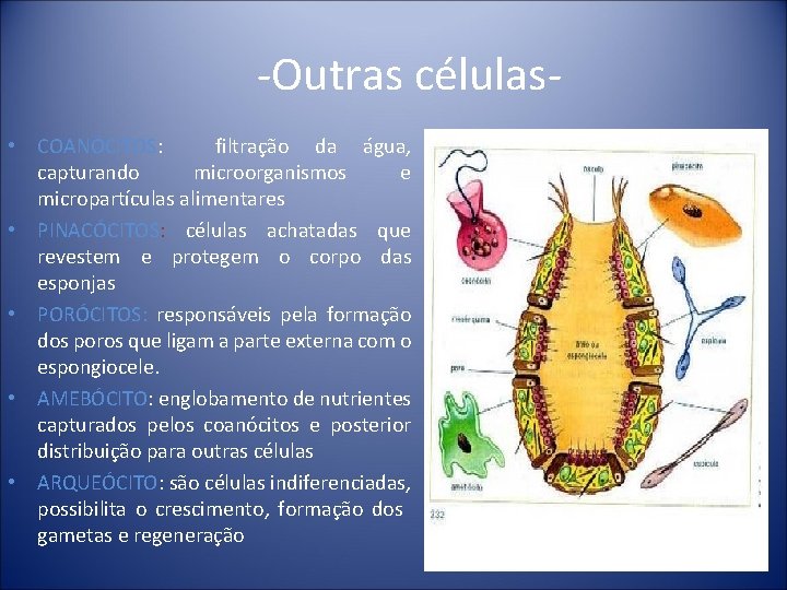 -Outras células • COANÓCITOS: filtração da água, capturando microorganismos e micropartículas alimentares • PINACÓCITOS: