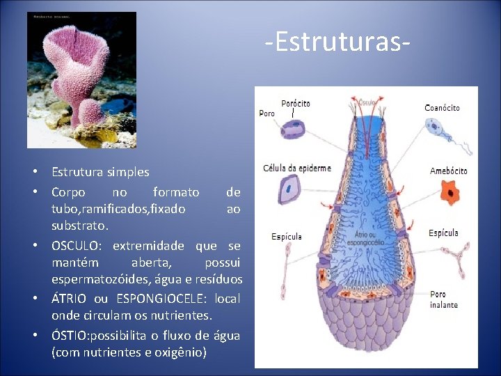 -Estruturas- • Estrutura simples • Corpo no formato de tubo, ramificados, fixado ao substrato.