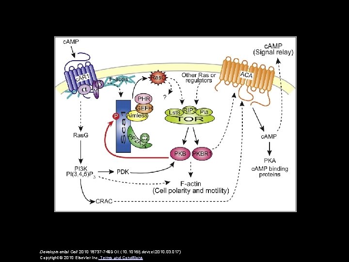 Developmental Cell 2010 18737 -749 DOI: (10. 1016/j. devcel. 2010. 03. 017) Copyright ©