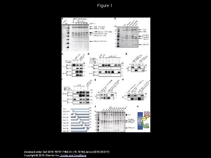 Figure 1 Developmental Cell 2010 18737 -749 DOI: (10. 1016/j. devcel. 2010. 03. 017)