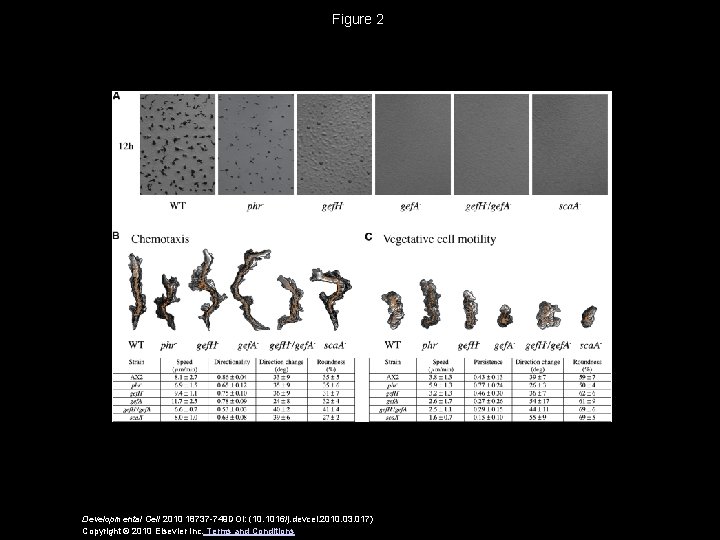 Figure 2 Developmental Cell 2010 18737 -749 DOI: (10. 1016/j. devcel. 2010. 03. 017)