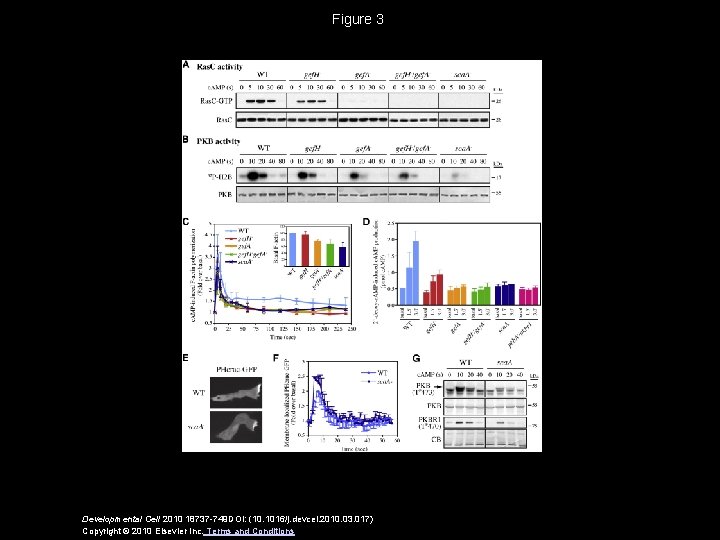 Figure 3 Developmental Cell 2010 18737 -749 DOI: (10. 1016/j. devcel. 2010. 03. 017)