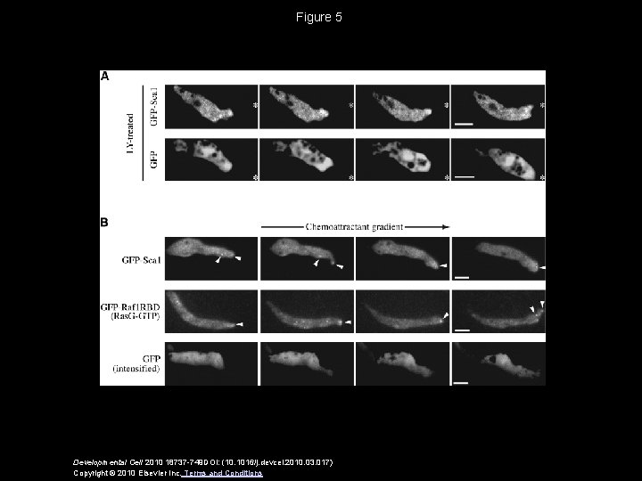 Figure 5 Developmental Cell 2010 18737 -749 DOI: (10. 1016/j. devcel. 2010. 03. 017)