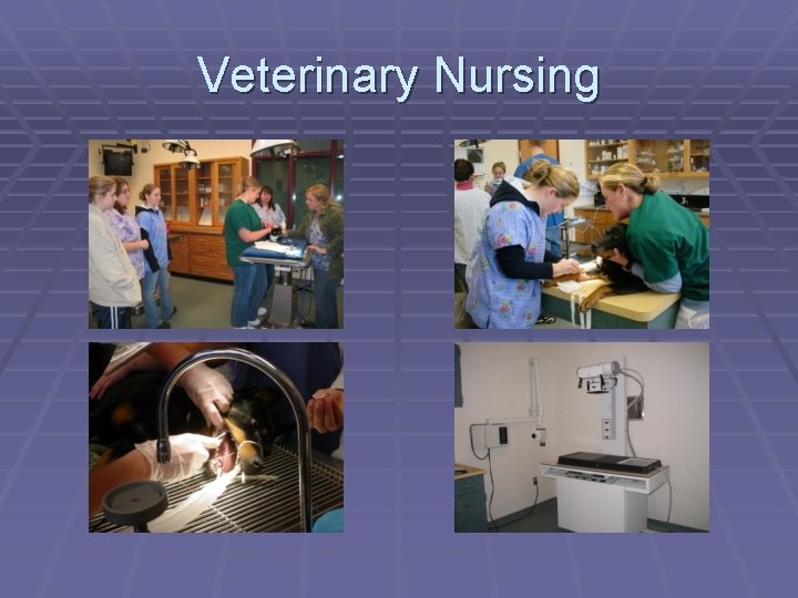 Veterinary Nursing 