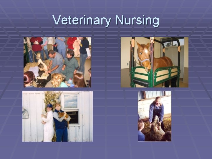 Veterinary Nursing 