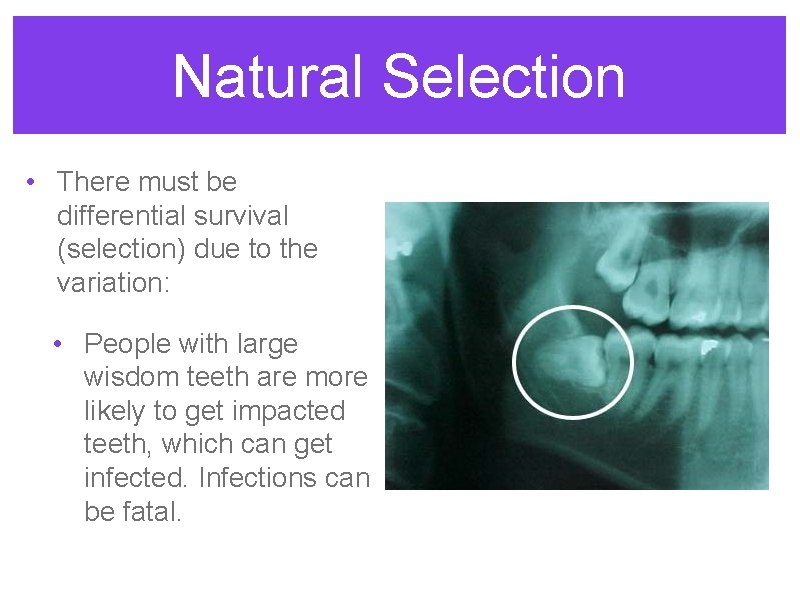 Natural Selection • There must be differential survival (selection) due to the variation: •