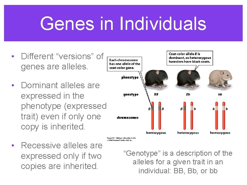 Genes in Individuals • Different “versions” of genes are alleles. • Dominant alleles are