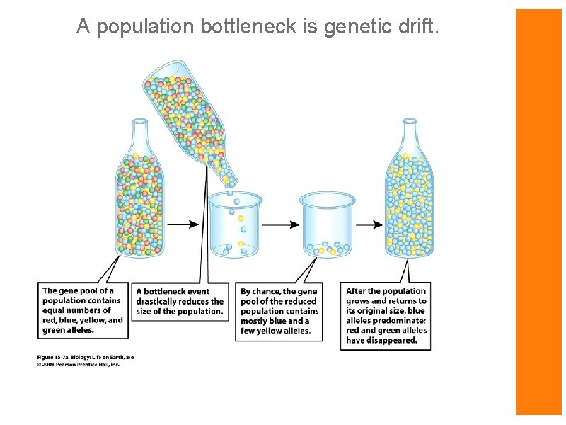 A population bottleneck is genetic drift. 