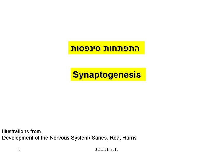  התפתחות סינפסות Synaptogenesis Illustrations from: Development of the Nervous System/ Sanes, Rea, Harris
