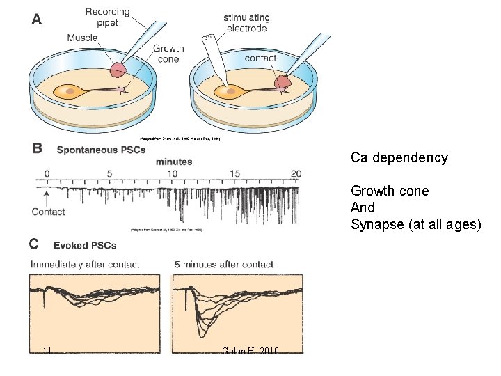 Ca dependency Growth cone And Synapse (at all ages) 11 Golan H. 2010 