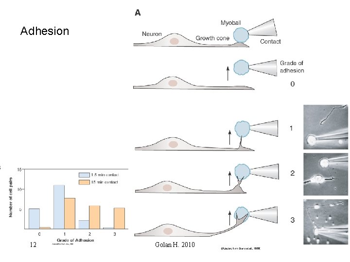 Adhesion 12 Golan H. 2010 