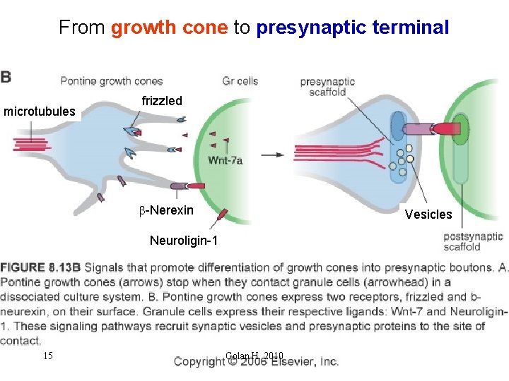 From growth cone to presynaptic terminal microtubules frizzled b-Nerexin Vesicles Neuroligin-1 15 Golan H.