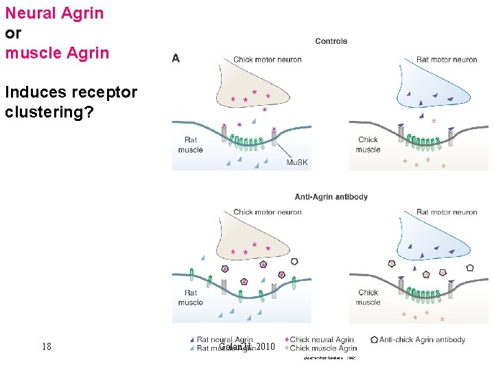 Neural Agrin or muscle Agrin Induces receptor clustering? 18 Golan H. 2010 