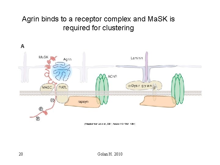 Agrin binds to a receptor complex and Ma. SK is required for clustering 20
