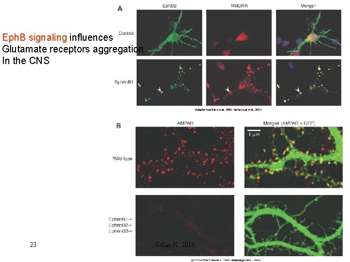 Eph. B signaling influences Glutamate receptors aggregation In the CNS 23 Golan H. 2010