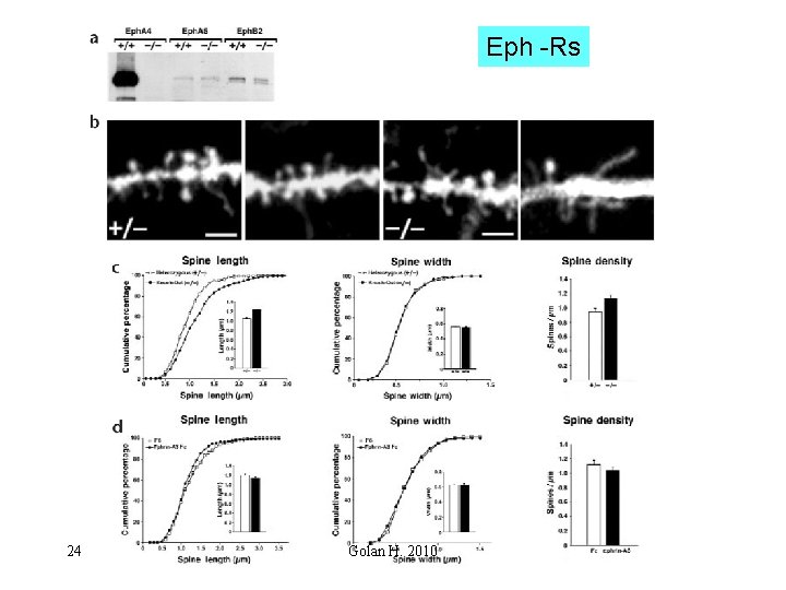 Eph -Rs 24 Golan H. 2010 