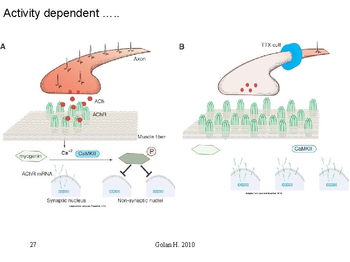 Activity dependent …. . 27 Golan H. 2010 