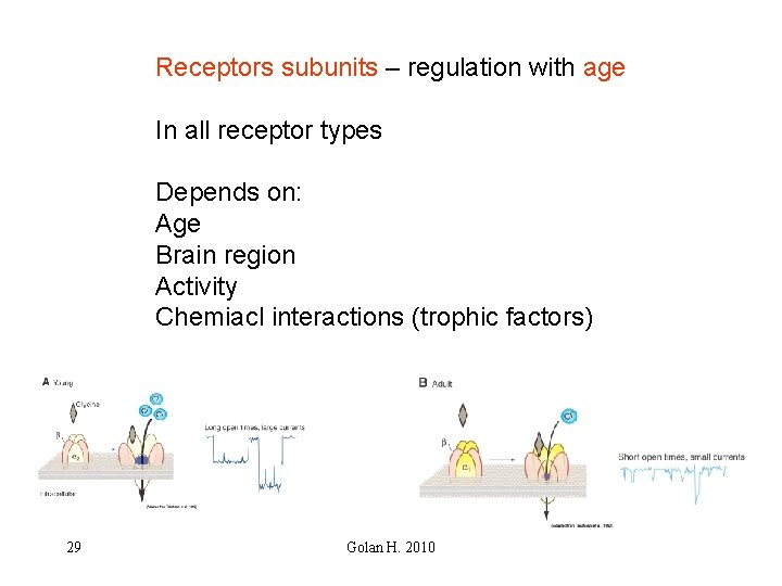 Receptors subunits – regulation with age In all receptor types Depends on: Age Brain